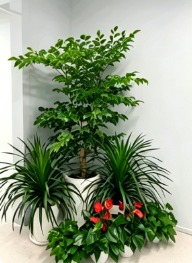 慈溪绿化养护工具-江北绿植租摆网站-杭州湾绿植租摆批发-江北花木店网上购买
